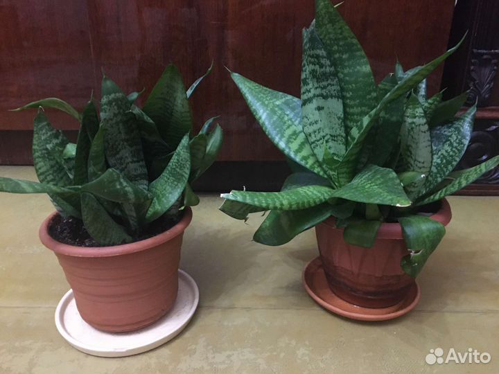 Сансевиерия,щучий хвост