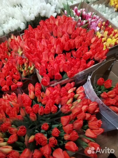 Продам цветы тюльпаны самые свежие прям с куста