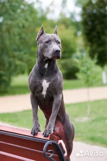 Американский питбультерьер