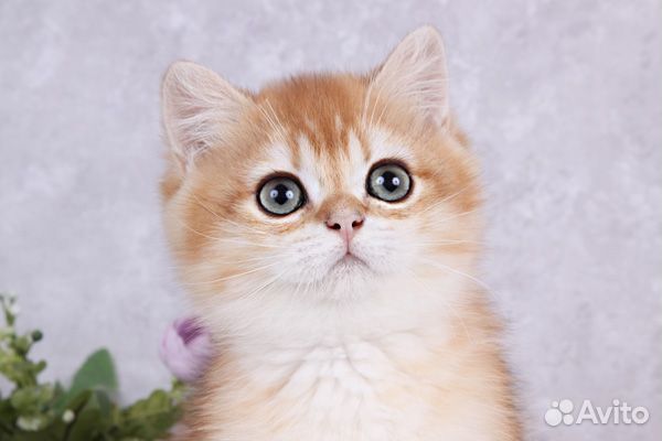 Британский мальчик Зурбаган. Золотая шиншилла