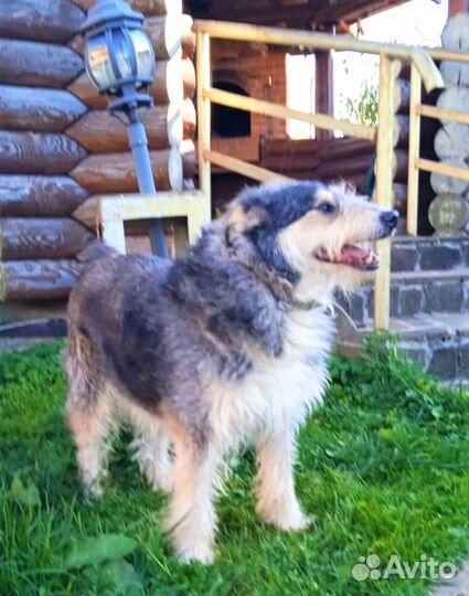 Эрдельтерьер метис из усыпалки ищет дом