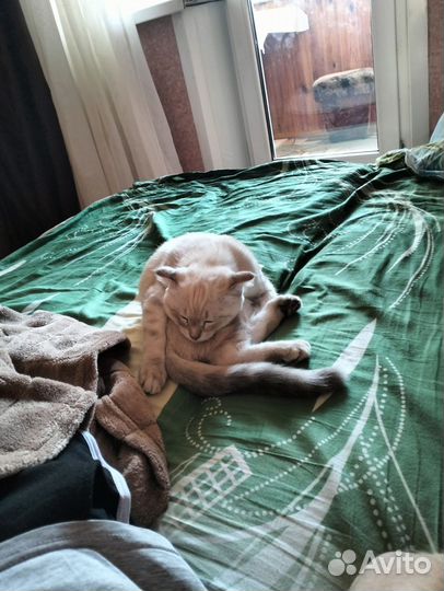 Британский вислоухий кот