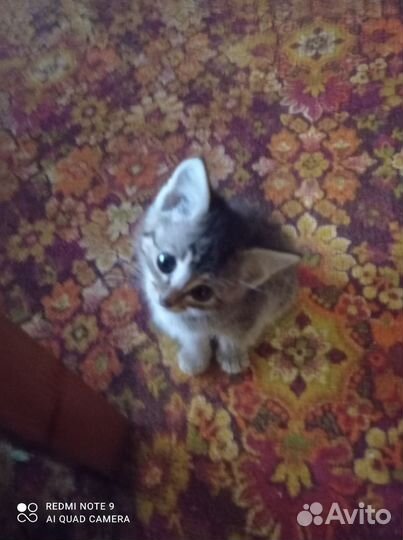 Котенок мальчик в дар