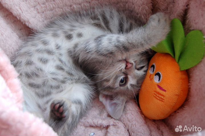 Красавчик Барсик