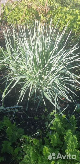 Элимус голубой, пижма садовая