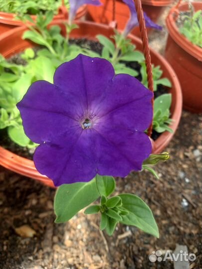 Петуния ампельная