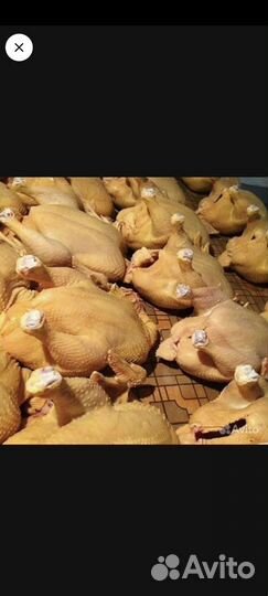 Домашние Кабардинские куры Халяль