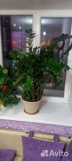 Замиокулькас