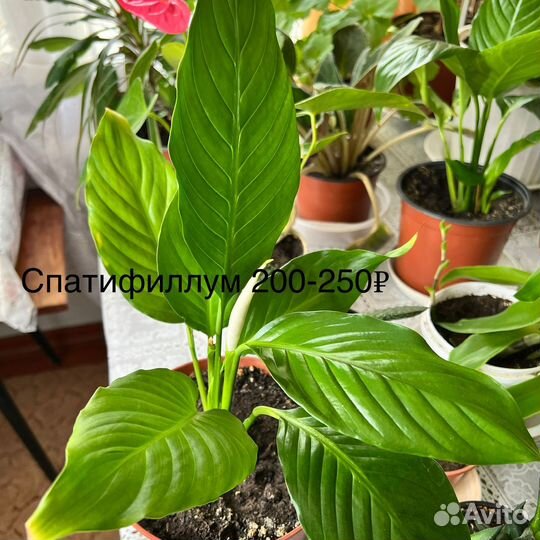 Комнатные растения