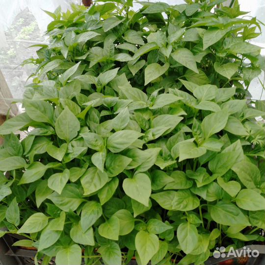 Рассада помидор, перец