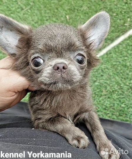 Мини кукольная принцесса лиловая девочка чихуахуа