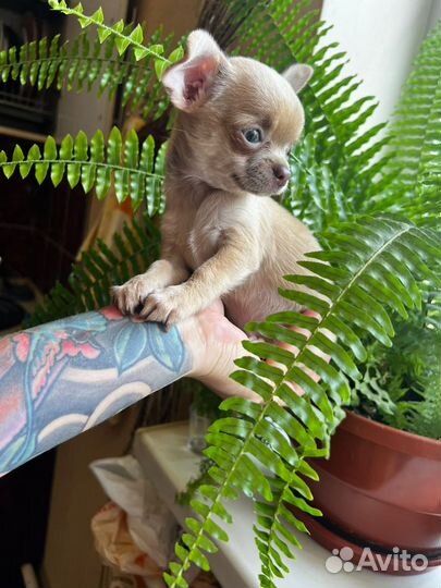 Щенки чихуахуа