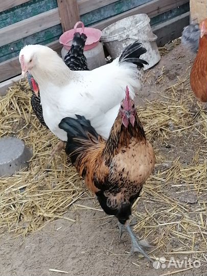 Молодые петухи породные и курочки