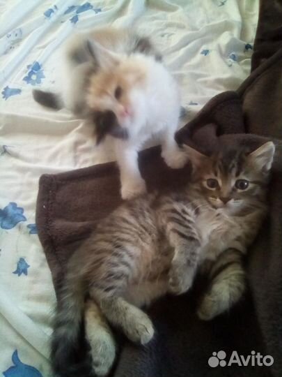 Котик малышок)