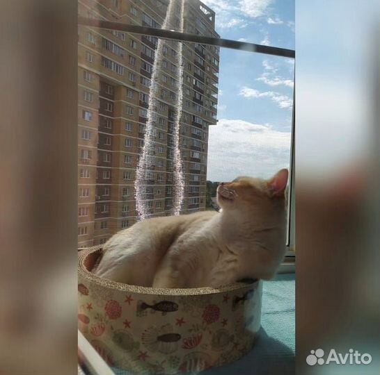 Москитная сетка Антикошка