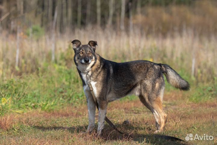 Оникс молодой пёсик