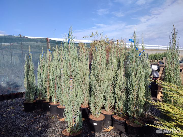 Можжевельник скальный Блю Эрроу
