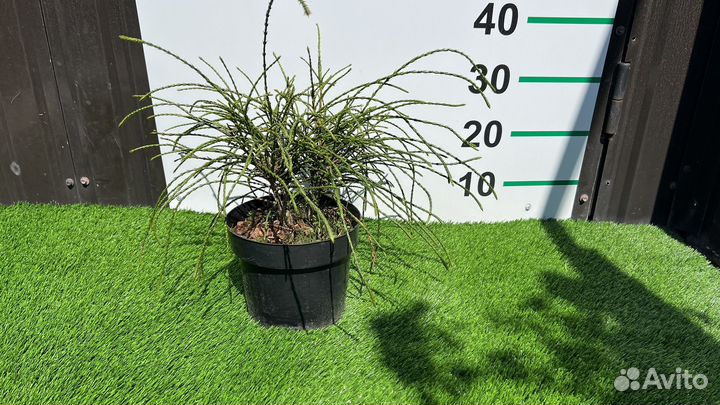 Туя Пликата Випкорд 30 см