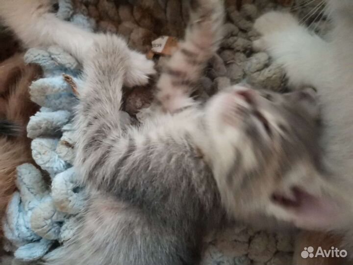 Котенок кошка девочка серая