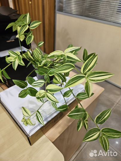 Обмен на сциндапсусы и подобные