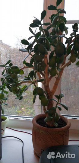 Отводки толстянки (денежн.дерево) бесплатно