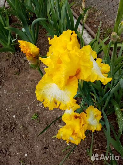 Ирисы бородатые