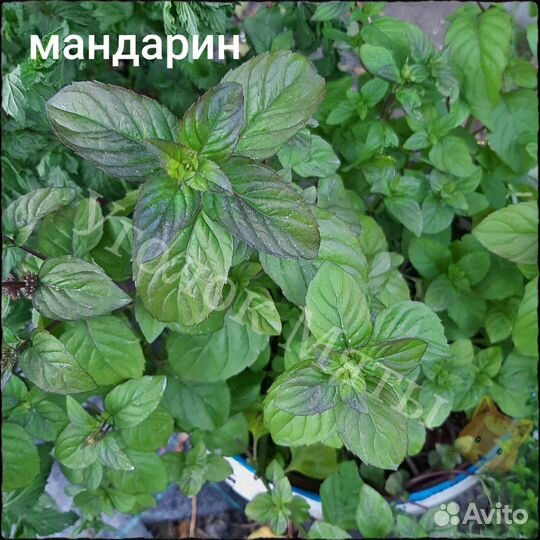 Мята разных вкусов, очень много сортов. Саженцы