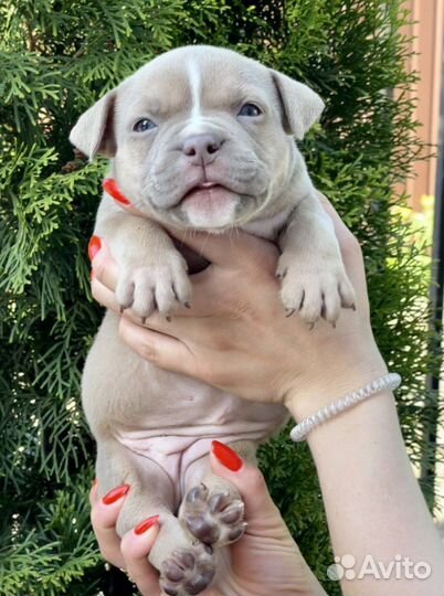 Американский булли девочка 1