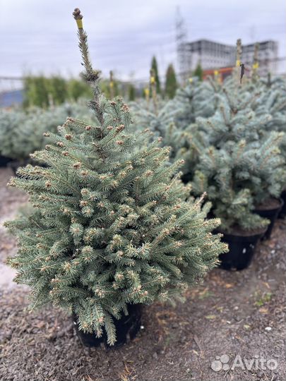 Ель голубая