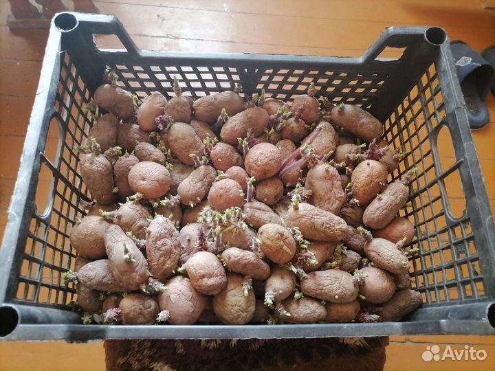 Семенной картофель