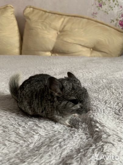 Шиншилла / шиншиллята