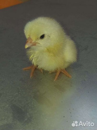 Суточные Цыплята Бройлер