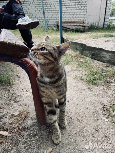 Симбе нужен дом