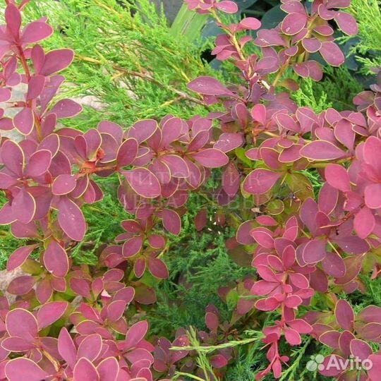 Саженцы барбариса