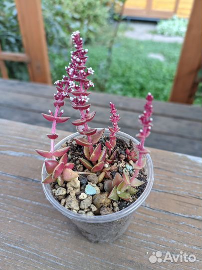 Суккуленты 2