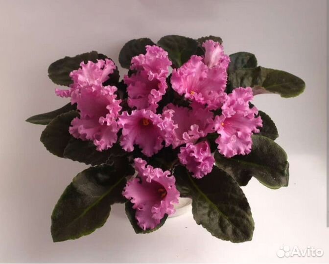 Набор черенков фиалочек и цветущие