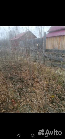 Дуб черешчатый