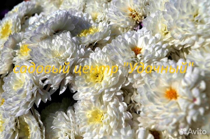 Хризантема. Астра.Черенки. Весна 2023