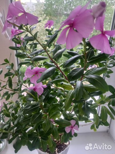 Катарантус