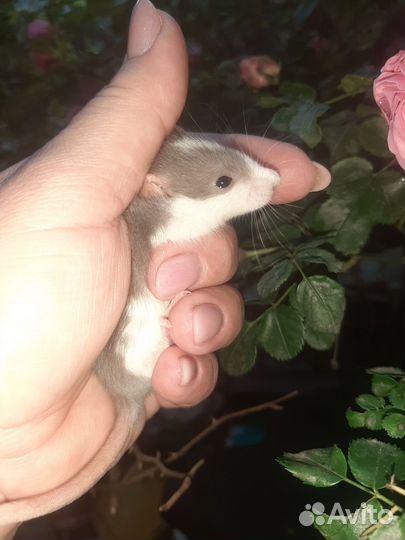 Крысы декоративные,цветные