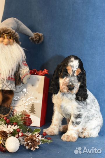 Английский кокер спаниель кобель