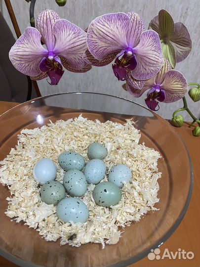 Инкубационное яйцо перепелов селадон