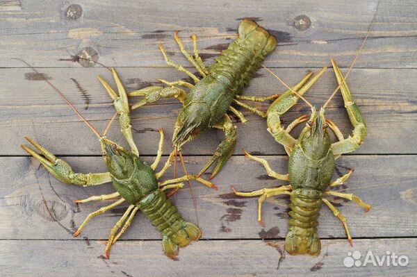 Рак Дон (дон,сал, маныч), Рыба вяленая