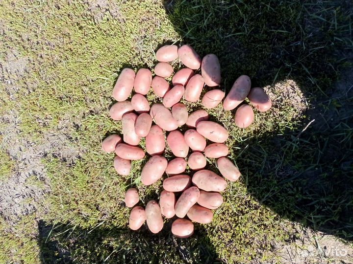 Продам картофель