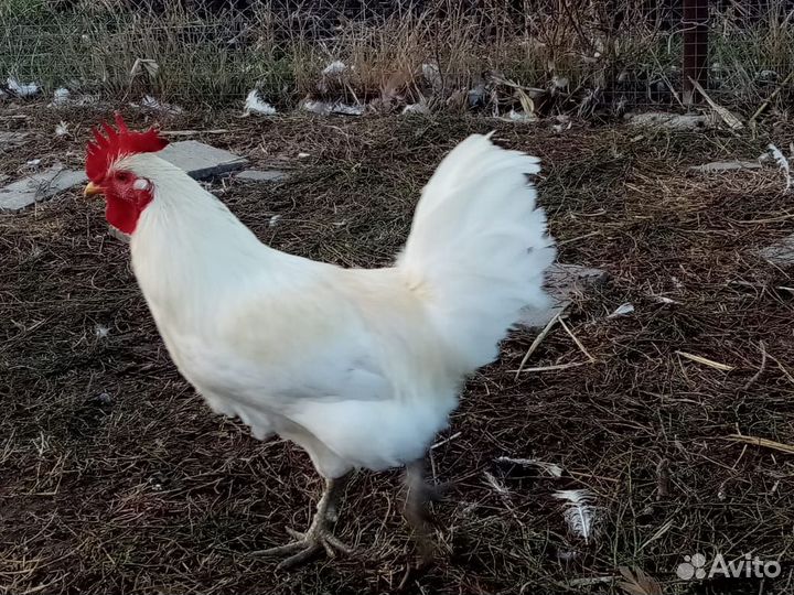 Куры разные