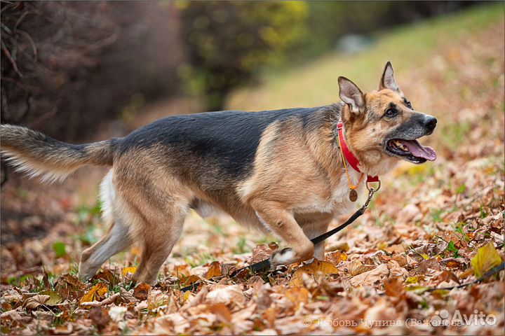 Метис немецкой овчарки в добрые руки
