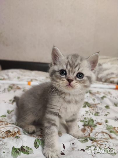 Британские котята