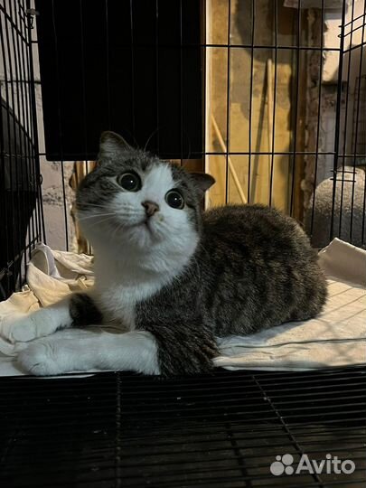 Отдам кошку
