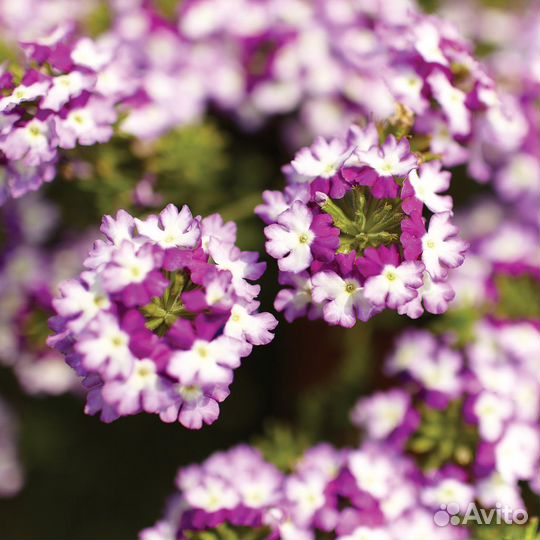 Вербена рассада