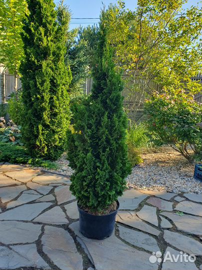 Туя Спиралис Мини Thuja occidentalis Spiralis Mini